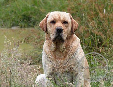 Nzkc labrador sale breeders